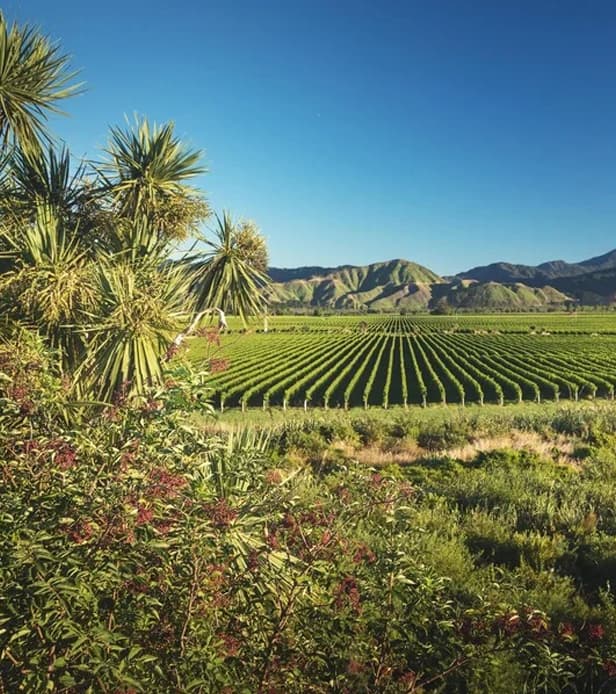 Nurturing Terroir Image