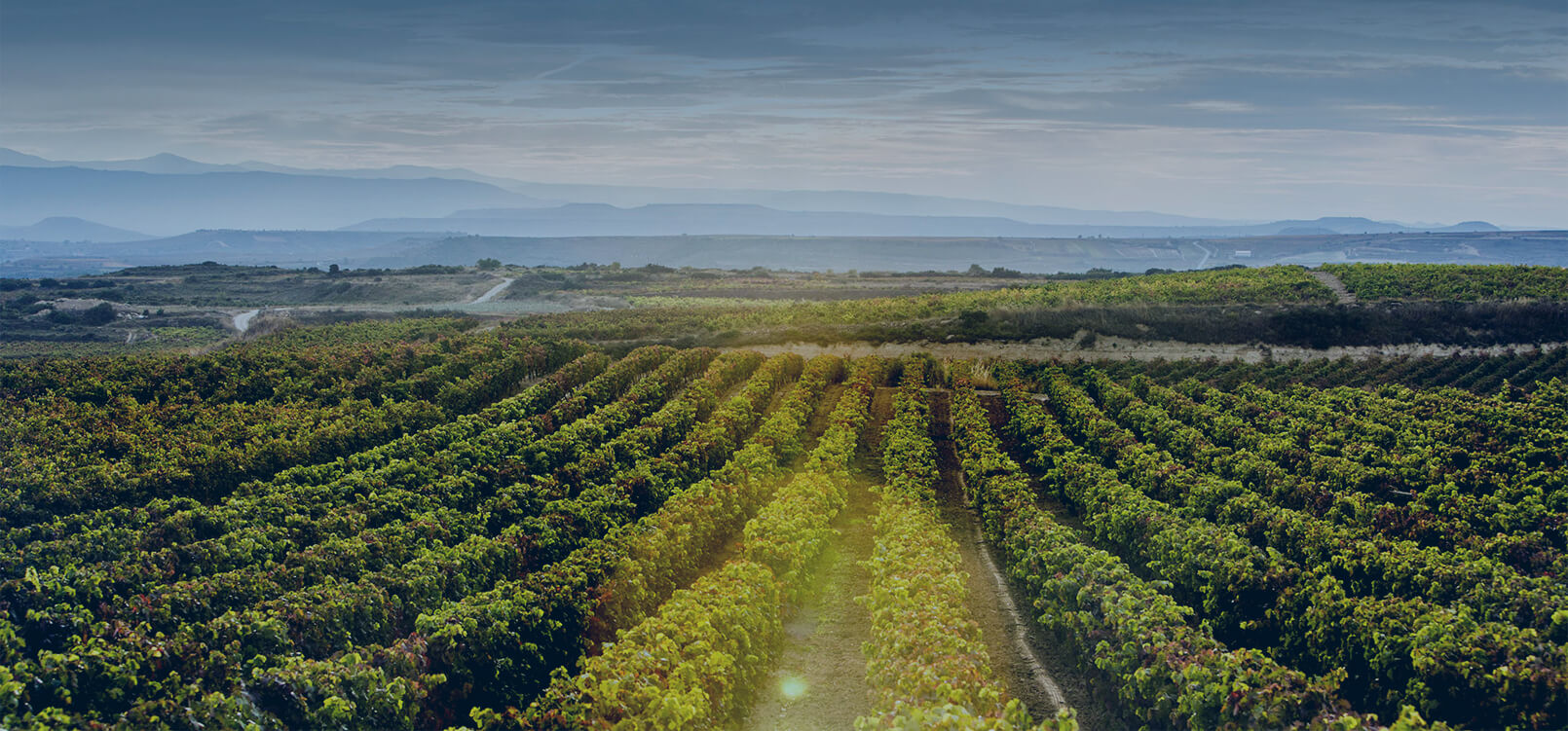 Background Image Vineyard