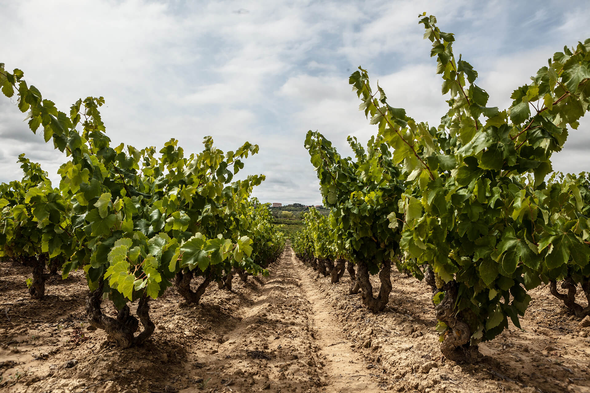 PROYECTO INNOZONE - Pernod Ricard Winemakers